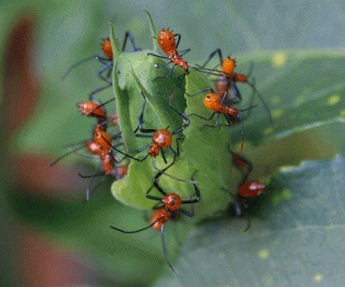 Leaf-footed bug nymphs c.jpg